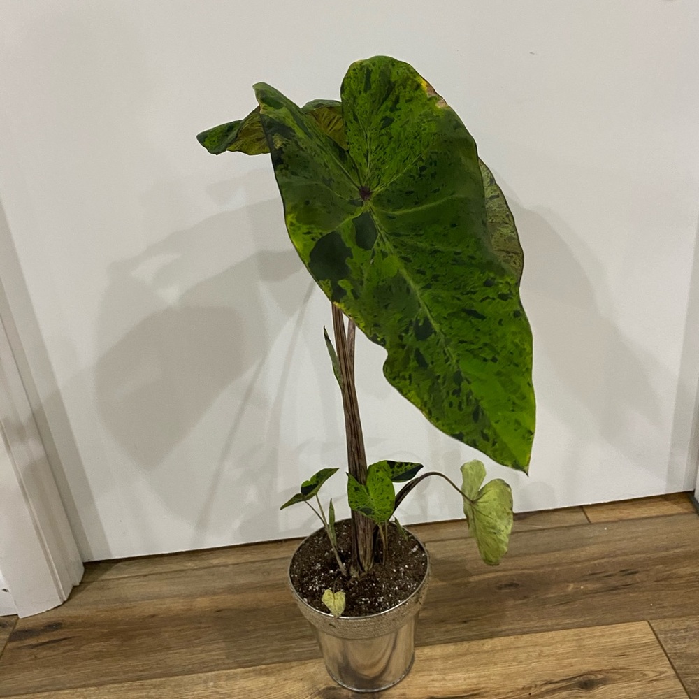 Colocasia mojito